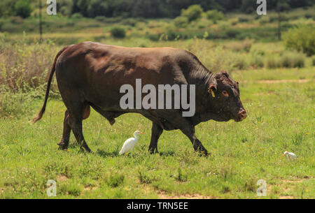 Braun Bull mit kuhreiher in der Weide, Südafrika Stockfoto