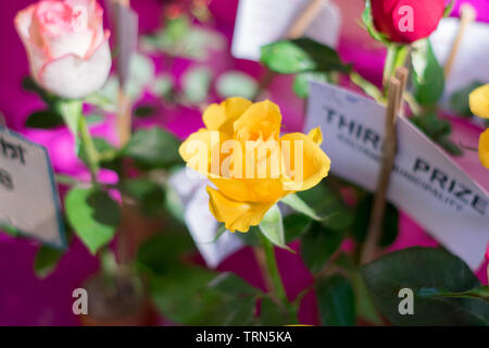 Eine gelbe Rose ist eine holzige Mehrjährige blühende Pflanzen der Gattung Rosa Familie der Rosaceae. Eine Sträucher mit Stängel und scharfen Stacheln. Es ist eine Sonne liebende Pflanze Bl Stockfoto