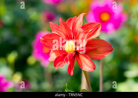 Desert Rose (adeniums) von der Gattung Dahlia blühende Pflanzen in Apocynum Familie. Eine Sonne liebende Pflanze sieht aus wie ein Bonsai. Blüht im Winter Frühjahr bis La Stockfoto