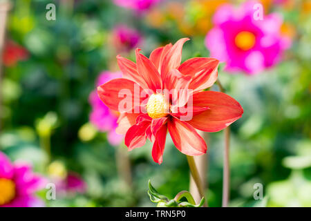 Desert Rose (adeniums) von der Gattung Dahlia blühende Pflanzen in Apocynum Familie. Eine Sonne liebende Pflanze sieht aus wie ein Bonsai. Blüht im Winter Frühjahr bis La Stockfoto