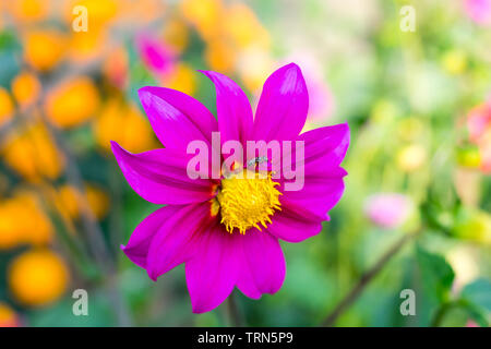Mexikanische Aster oder Garten Kosmos. Dahlie Cosmos Bipinnatus, ist eine Tasse geformt Stauden Sonne liebende Pflanze blüht im Frühjahr bis Spätsommer native Stockfoto