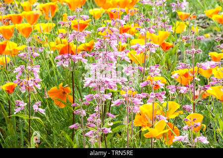 Bunte Gartenblume Wiese gemischte Blumen Orange kalifornische Mohnblumen Hellrosa Penstemons Eschscholzia californica Frühling Kalifornien Mohnmix Stockfoto