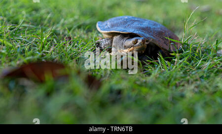 (Emydura macquarii) Australische Murray River Schildkröte versucht, seinen Weg nach Hause zu finden Stockfoto