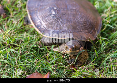 (Emydura macquarii) Australische Murray River Schildkröte aus Wasser und sonnt Stockfoto