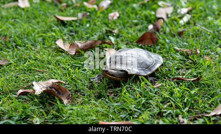 (Emydura macquarii) Australische Murray River turtle zu Fuß zum Wasser Stockfoto