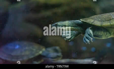 (Emydura macquarii) Australische Murray River turtle swimming in a Fish Tank Stockfoto
