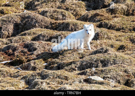 Nach Arctic fox, Vulpes Lagopus, auf einem mountian Seite in Prins Karls Forland, Svalbard, ein Norwegisches Archipel zwischen dem norwegischen Festland und dem Norden P Stockfoto