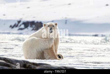 Erwachsenen männlichen Eisbär scrathes ein Jucken am Rande des schnellen Eis in Svalbard, ein Norwegisches Archipel zwischen dem norwegischen Festland und dem Nordpol Stockfoto