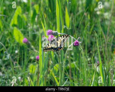 Schwalbenschwanz Schmetterling Papilio Machaon in Norfolk Broads Stockfoto