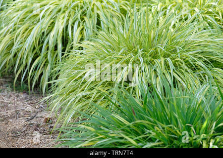 Hakonechloa macra 'Alboaurea 'Golden hakonechloa Stockfoto