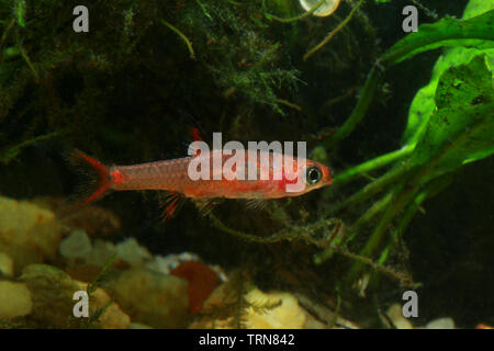 Zwerg Rasbora, Boraras maculatus Stockfoto
