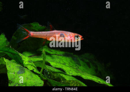 Zwerg Rasbora, Boraras maculatus Stockfoto