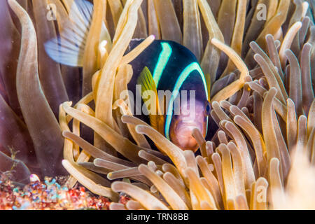 Clark, anemonenfischen Amphiprion clarkii, (J. W. Bennett, 1830) mit Bubble-tip Anemone, Entacmaea quadricolor (Leuckart in Rüppell & Leuckart, 1828) Stockfoto