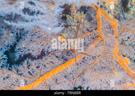 Ortmann squat Lobster, Chirostylus ortmanni Miyake & Baba, 1968, auf dem schwarzen Korallen. Stockfoto