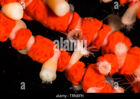 Ring Seeanemonen (Peranthus sp3) parasitizing die Zweige von Gorgonien. Die Deep sea Anemone, die sich im flachen Wasser gefunden wurde. -22 m. bei Owase Stockfoto