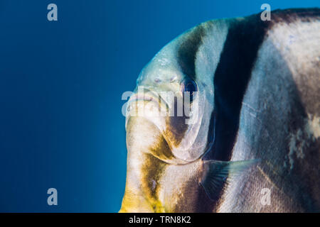 Ein Gesicht, Platax teira Longfin batfish (Forsskål, 1775) Stockfoto