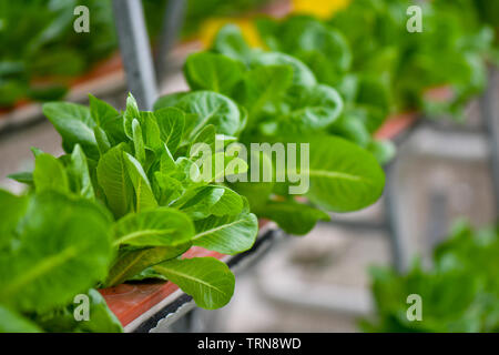 Hydroponic vertikale Landwirtschaft, wachsende grünes Gemüse. Stockfoto