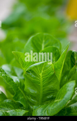 Hydroponic vertikale Landwirtschaft, wachsende grünes Gemüse. Stockfoto