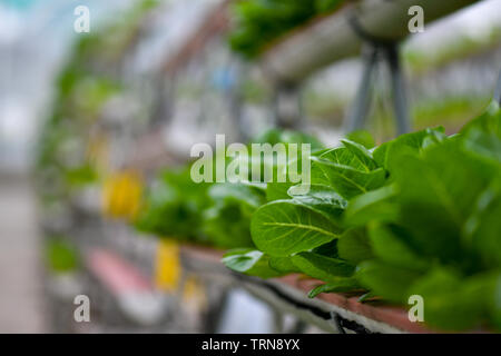 Hydroponic vertikale Landwirtschaft, wachsende grünes Gemüse. Stockfoto