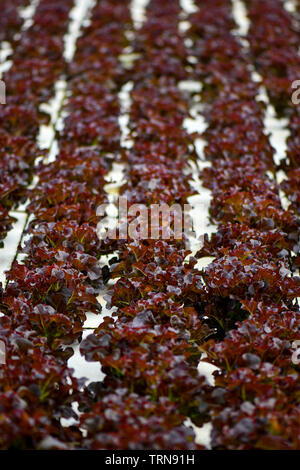 Hydroponic Kopfsalat Landwirtschaft von schwebenden auf weißem Styropor. Stockfoto