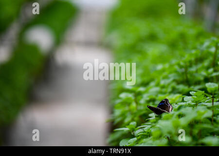 Hydroponic vertikale Landwirtschaft, wachsende grünes Gemüse. Stockfoto