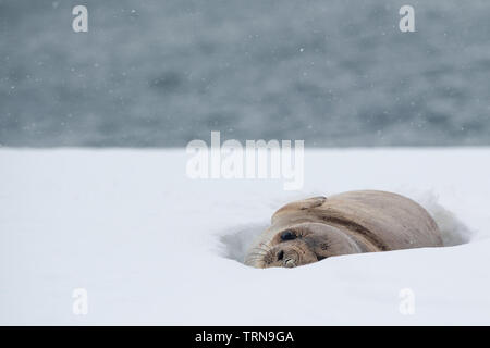 Ein junger Elefant Dichtung peering aus seiner Ruhestätte im Schnee in der Antarktis Stockfoto