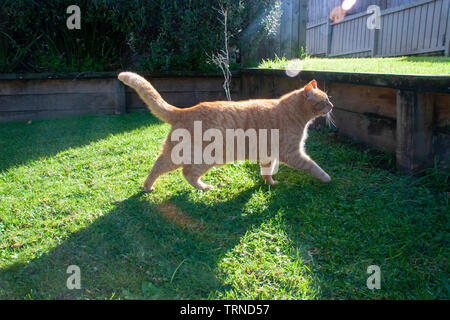 2-jährige Ingwer Katze mit goldenen Augen im Garten. Stockfoto