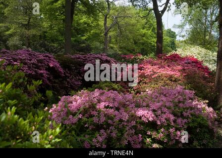 Isabella Plantation, Richmond, Richmond, Surrey, England, UK, 14/5/10. Schöpfer: Ethel Davies. Stockfoto