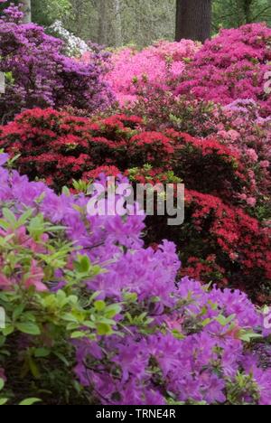 Isabella Plantation, Richmond, Richmond, Surrey, England, UK, 14/5/10. Schöpfer: Ethel Davies. Stockfoto