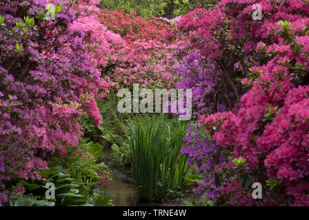 Isabella Plantation, Richmond, Richmond, Surrey, England, UK, 14/5/10. Schöpfer: Ethel Davies. Stockfoto
