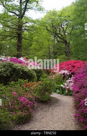 Isabella Plantation, Richmond, Richmond, Surrey, England, UK, 14/5/10. Schöpfer: Ethel Davies. Stockfoto