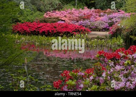 Isabella Plantation, Richmond, Richmond, Surrey, England, UK, 14/5/10. Schöpfer: Ethel Davies. Stockfoto