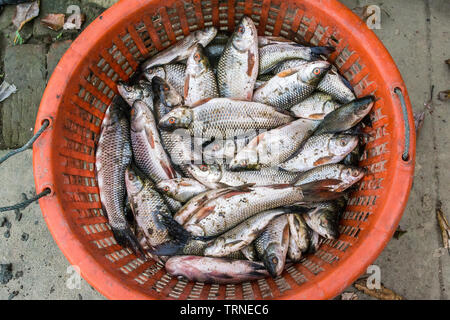 Einen Korb von Rohu Fische durch burmesische Fischer gefangen Stockfoto