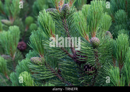 Pinus mugo, mountain pine Kegel auf Zweig Stockfoto
