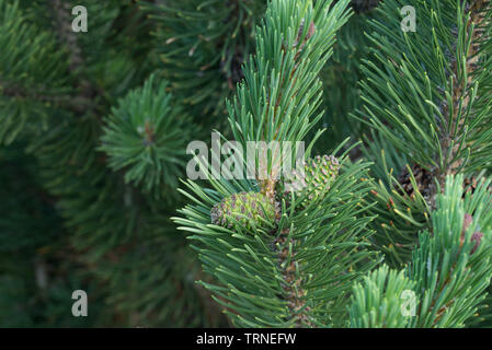 Pinus mugo, mountain pine Kegel auf Zweig Stockfoto