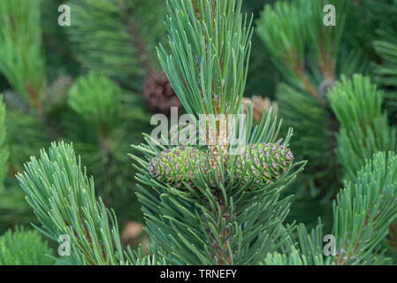 Pinus mugo, mountain pine Kegel auf Zweig Stockfoto