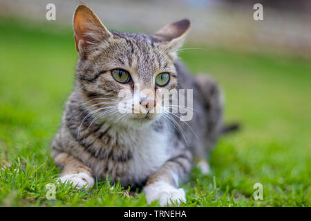 Porträt einer überrascht, Katze, Closeup auf einem grean fiels in der Sonne Stockfoto