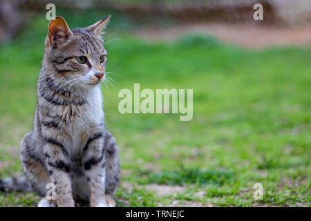 Graue Katze Einstellung auf der grünen Wiese in einem hellen, sonnigen Tag Stockfoto
