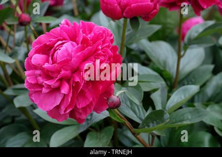 Close-up von Paeonia lactiflora rot Sarah Bernhardt, Päonien rot Sarah Bernhardt Stockfoto