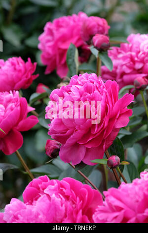 Close-up von Paeonia lactiflora rot Sarah Bernhardt, Päonien rot Sarah Bernhardt Stockfoto