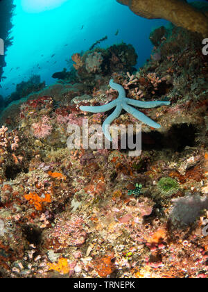 Blaue Seesterne (Sea Star) farbenfrohe Korallenriff Unterwasserwelt in Bunaken Marine Park, Nord Sulawesi, Indonesien Stockfoto