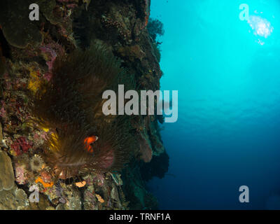 Farbenfrohe Korallenriff Unterwasserwelt in Bunaken Marine Park, Nord Sulawesi, Indonesien Stockfoto