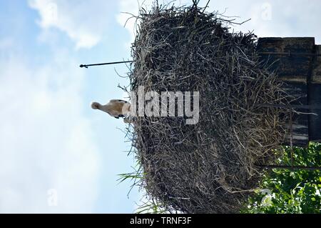 Stork Mutter und achten Sie auf Ihr storklets in ihren großen Nest auf dem Schornstein Stockfoto