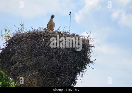 Stork Mutter und achten Sie auf Ihr storklets in ihren großen Nest auf dem Schornstein Stockfoto