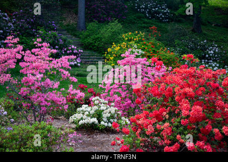 Azaleen und rhodendrons Blüte im Frühling Garten. Stockfoto