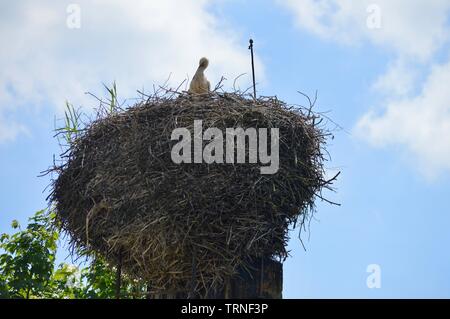 Stork Mutter und achten Sie auf Ihr storklets in ihren großen Nest auf dem Schornstein Stockfoto