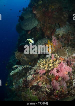 Maurische Idol (zanclus Dais) auf einem bunten Coral Reef Unterwasser im Bunaken Marine Park, Nord Sulawesi, Indonesien Stockfoto