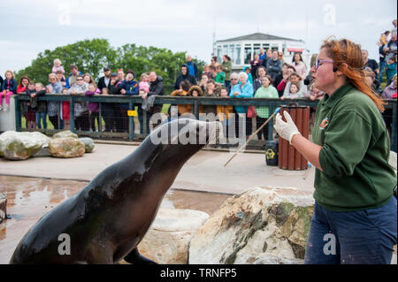 Sea Lion in Zoo mit Trainer, Großbritannien Stockfoto