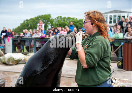 Sea Lion in Zoo mit Trainer, Großbritannien Stockfoto