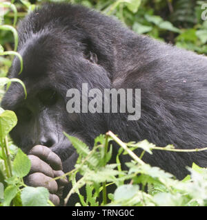 Ein silberrücken Berggorilla (Gorilla beringei beringei) entspannt nach der morgendlichen Fütterung auf Wald Vegetation. Weniger als 1.000 Mountain Gorilla Stockfoto